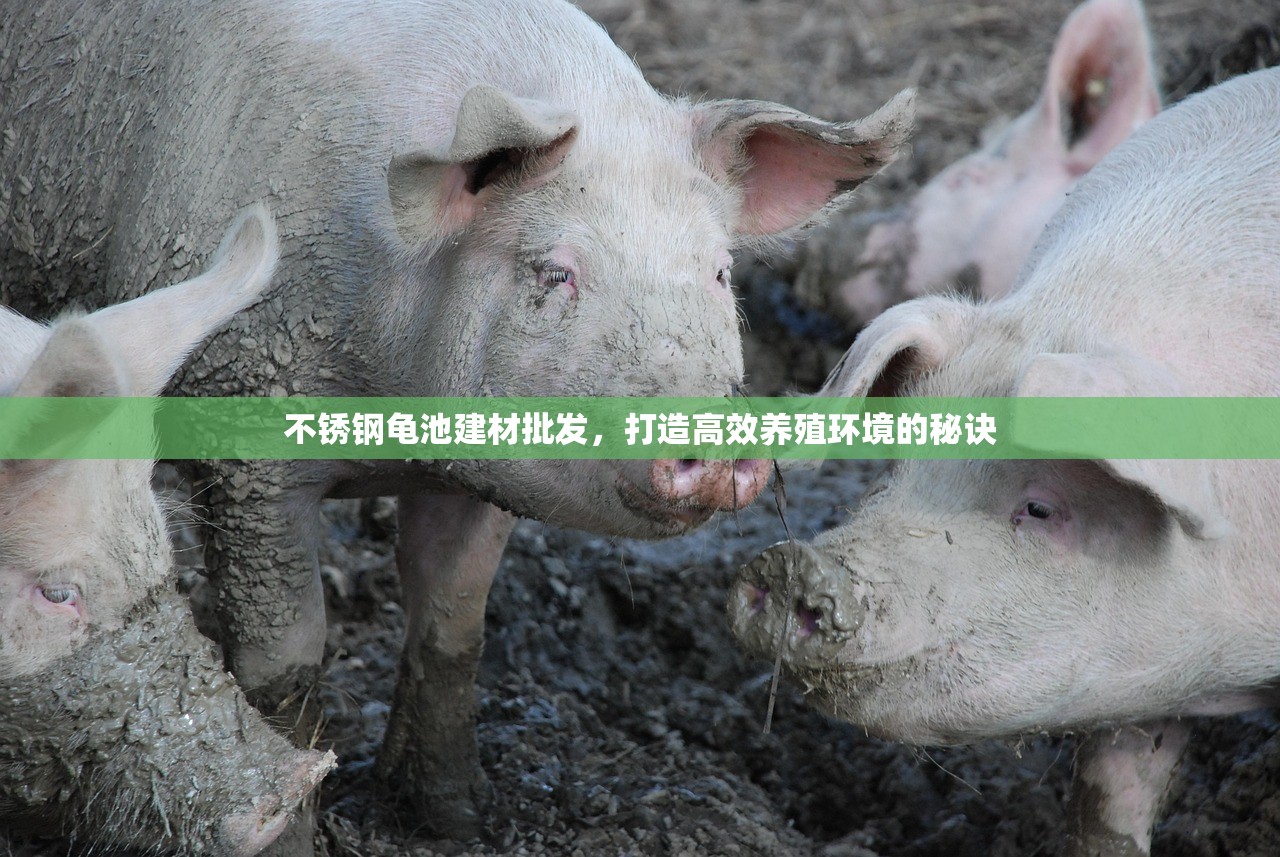 不锈钢龟池建材批发，打造高效养殖环境的秘诀